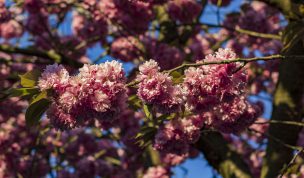 Hintergrundbilder - Wildkirschblüten in der Abendsonne