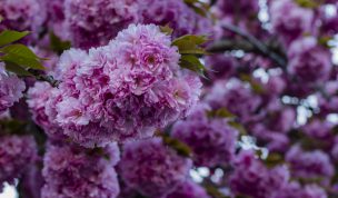Hintergrundbilder - Wildkirschblüten von ganz nah