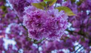 Hintergrundbilder - Wunderschöne Blüten einer Wildkirsche