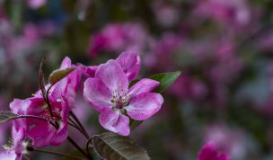 Hintergrundbilder - Wunderschöne rosa Blüte