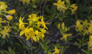Hintergrundbilder - Gelbe Blüten Nahaufnahme
