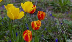 Hintergrundbilder - Gelbe und rote Tulpen