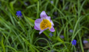 Hintergrundbilder - Kleine Tulpe im Gras