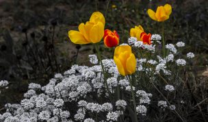 Hintergrundbilder - Tulpen in leuchtenden Farben