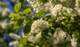 Hintergrundbilder - Weiße Blütenpracht