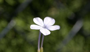 Hintergrundbild Weisse Blume in Nahaufnahme