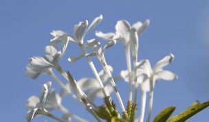 Hintergrundbild Weiße Blüte vor blauem Himmel