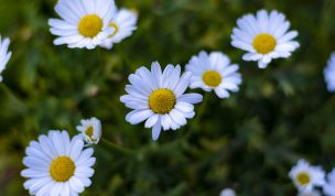 Hintergrundbilder - Wunderschöne Margeriten