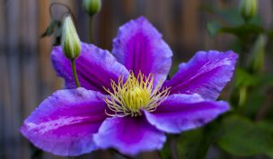 Hintergrundbilder - Clematis Piilu Nahaufnahme