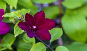 Hintergrundbilder - Herrliche Clematis Nahaufnahme