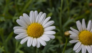 Hintergrundbilder - Margeriten im Abendlicht