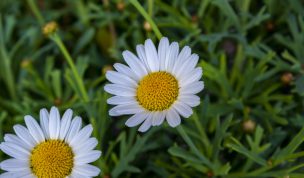 Hintergrundbilder - Nahaufnahme Margeriten