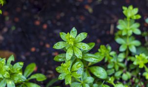 Hintergrundbilder - Waldmeister mit Regentropfen