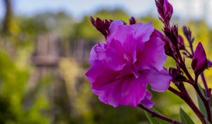 Hintergrundbilder - Oleanderblüte Nahaufnahme