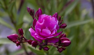 Hintergrundbilder - Rosa Oleanderblüten