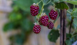 Hintergrundbilder - Rote Brombeeren