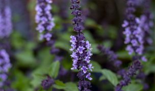 Hintergrundbilder - Blühender Thai Basilikum