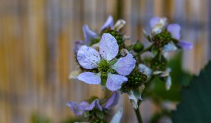 Hintergrundbilder - Brombeerblüten