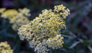 Hintergrundbilder - Gelbe Schafgarbe