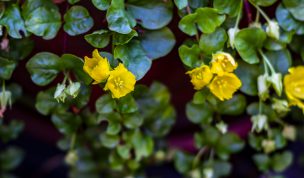 Hintergrundbilder - Gelbes Münzkraut Nahaufnahme