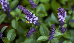 Hintergrundbilder - Hummel auf Basilikumblüte