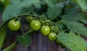 Hintergrundbilder - Nahaufnahme Grüne Tomaten