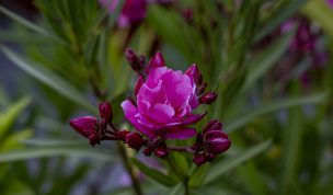 Hintergrundbilder - Nahaufnahme rosa Oleanderblüte