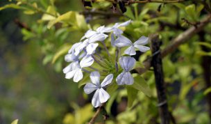Hintergrundbild Blaue Blüten in Nahaufnahme