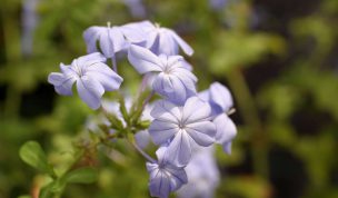 Hintergrundbild Blaue Blume
