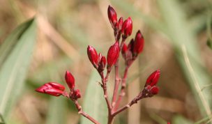 Hintergrundbild Nahaufnahme Oleander Knospen