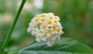 Hintergrundbild Blassgelbe Blume