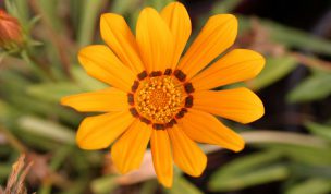 Hintergrundbild Nahaufnahme Gelbe Blume