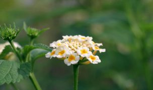 Hintergrundbild Gelbe Blüte von ganz nah