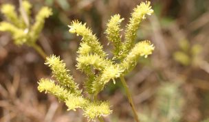 Hintergrundbild Kleine gelbe Blume