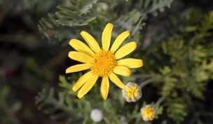 Hintergrundbild Perfekte gelbe Blume