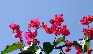 Hintergrundbild Bougainvillea