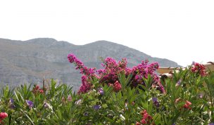 Hintergrundbild Blüten am Montgo