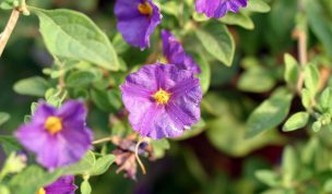 Hintergrundbild Kleine violette Blumen