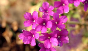 Hintergrundbild Lila Blumen