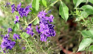 Hintergrundbild Violette Blumen am Wegrand