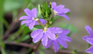 Hintergrundbild Lila Schönheit in Nahaufnahme