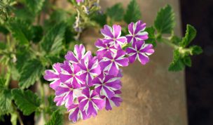 Hintergrundbild Lila und Weiß