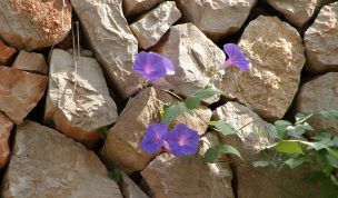 Hintergrundbild Prunkwinde an einer Mauer