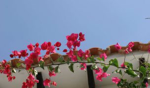 Hintergrundbild Violette Bougainvillea