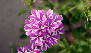 Hintergrundbild Nahaufnahme Zweifarbige Blume