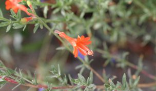 Hintergrundbild Kleine rotorange Blume