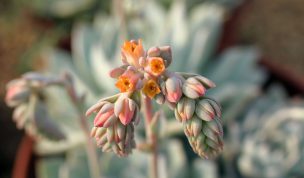 Hintergrundbild Orange Sukkulente in Nahaufnahme
