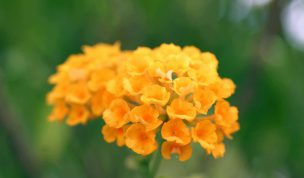 Hintergrundbild Orange Blumen