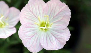 Hintergrundbild Rosa Blume in Nahaufnahme