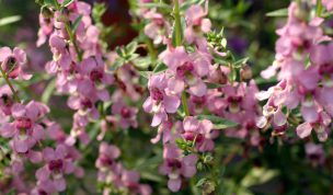 Hintergrundbild Löwenmäulchen